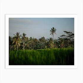 Bali Rice Fields Photograph, 4 Art Print