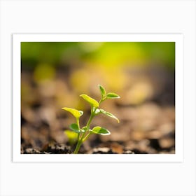 Young Plant Growing In The Dirt Art Print