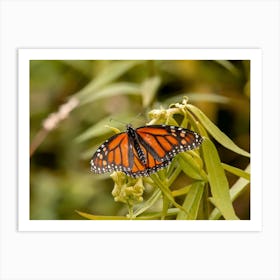 Monarch Butterfly In The Prairie Art Print