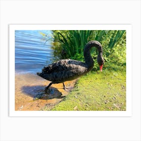 Black Swan Art Print