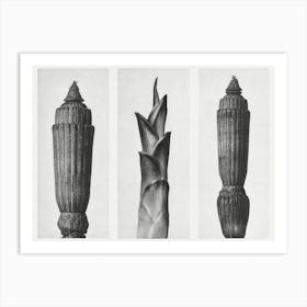 Winter Horsetail And Savannah Wood (1928), Karl Blossfeldt Art Print