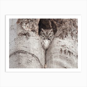 Eastern Screech Owl Art Print