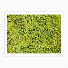 Moss Wall Art Print