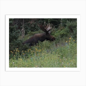 Moose In The Wild Art Print