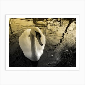 Sepia Swan In Water lake relection Art Print