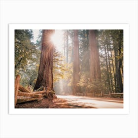 Misty Redwood Forest Art Print