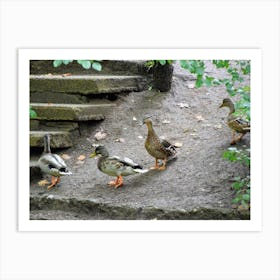 Ducks In The Park Art Print