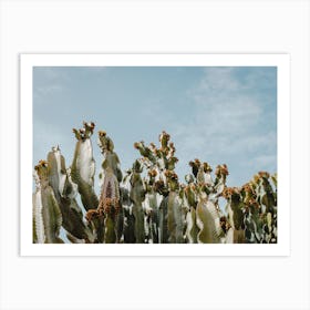 Mexican Cactus In The Desert Art Print