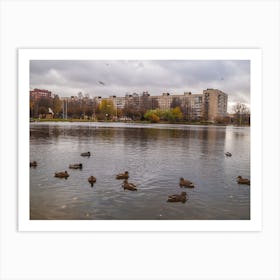 Ducks In The Park Art Print