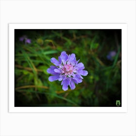 Small Blue Flower 20170819 1643pub Art Print