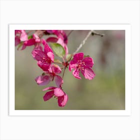 Dark Pink Tree Blossoms Closeup Art Print