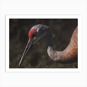 Sandhill Crane Profile Art Print