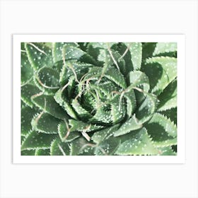 Botanical green succulent - summer pattern - nature and travel photography by Christa Stroo Photography Art Print