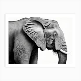 Black & White Elephant Portrait Art Print