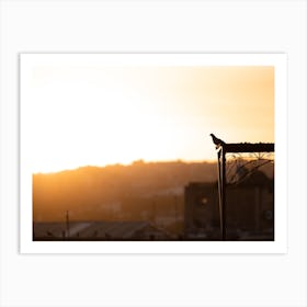 Pigeon at sunrise | Moroccan city Fez | Golden Hour | Morocco Art Print