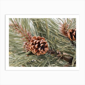 Pine Cone Branch Art Print