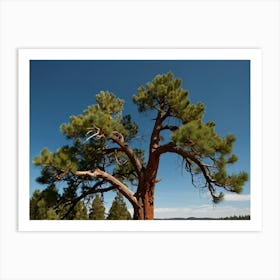 Pine Tree In The Desert Art Print