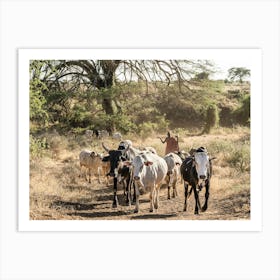 Herd Of Cattle From The Karamojong Tribe In Uganda In Africa Art Print