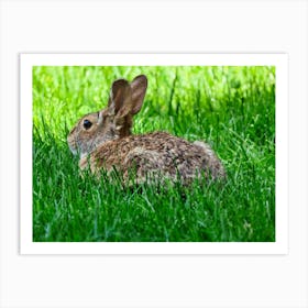 Rabbit In The Grass 2 Art Print