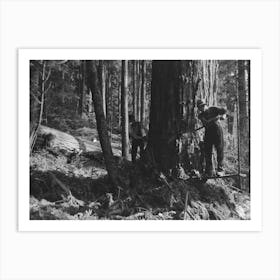 The Two Fallers Saw Down A Tree, Long Bell Lumber Company, Cowlitz County, Washington By Russell Lee Art Print