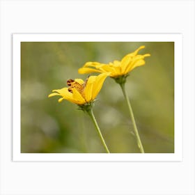 Fritillary Butterfly In A Yellow Wildflower Art Print