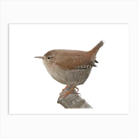 4x3 Wren Art Print