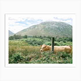 Irish Cow in a Field  Art Print