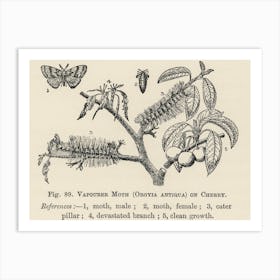 Vintage Illustration Of Vapourer Moth, John Wright Art Print