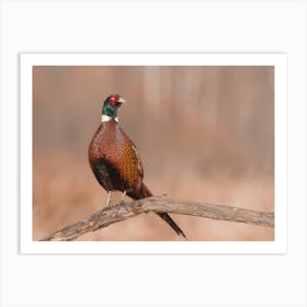 Pheasant On Branch Art Print