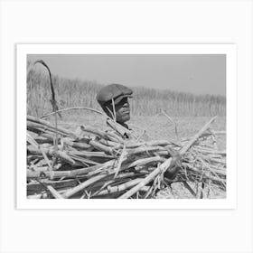 Loading Sugarcane Onto Wagon In Field, Near New Iberia, Louisiana By Russell Lee Art Print