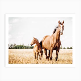 Horse And Foal Art Print