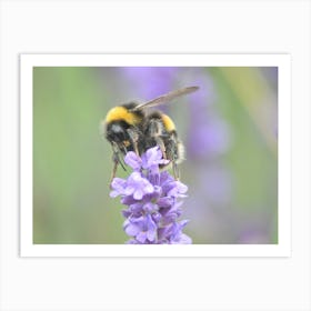 Bumblebee On Lavender 1 Poster