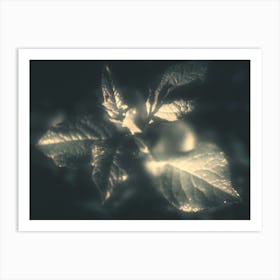 Night. Plants under the lights Art Print