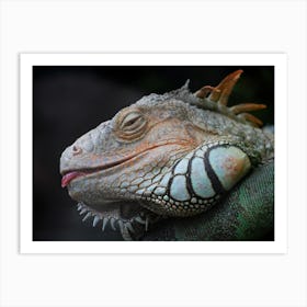 Cheeky Iguana Art Print