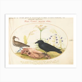 Animalia Volatilia Et Amphibia, Joris Hoefnagel Art Print