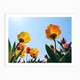 Tulips And Sky Art Print