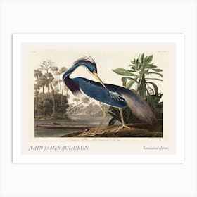 Louisiana Heron Poster Art Print
