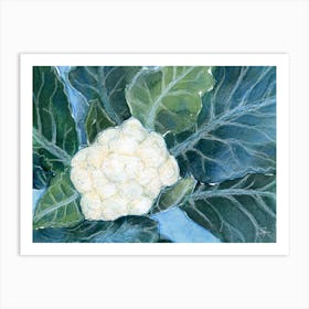 Cauliflower Vegetable Food Drawing For Kitchen Art Print