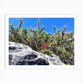 Red Flower On A Rock (Africa Series) Art Print