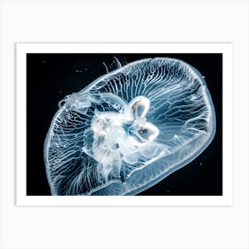 Jellyfish Art Print