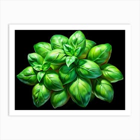 Fresh Basil Leaves On A Black Background Art Print