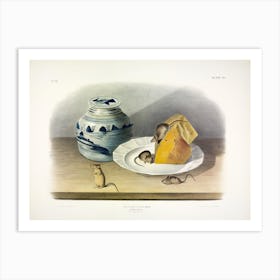 Common Mouse, John James Audubon Art Print