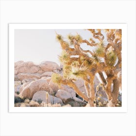 Sun Drenched Joshua Tree Art Print