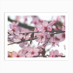 Cherry Blossoms. Sakura Art Print