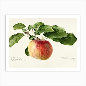 Apple On A Branch Art Print