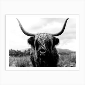Scottish Highland Cattle 2 Black And White Art Print