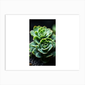 Succulents Art Print