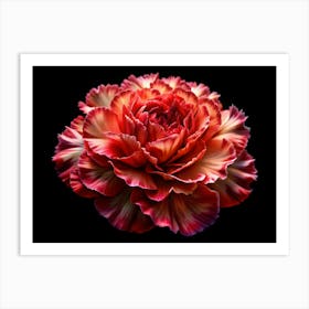 Red And Yellow Carnation Flower Art Print