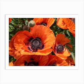 Close-up of red poppy blossoms Art Print