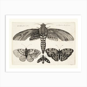 Vintage Moths Art Print